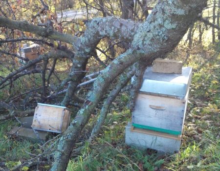 Le Vieux Cerisier Protecteur : Un Drame au Rucher du Pillier