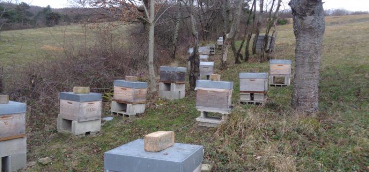 Les jours prennent des minutes en plus : L&rsquo;éveil printanier au Rucher du Pillier