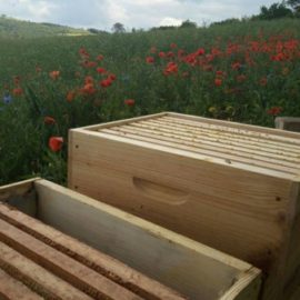 Formation Apicole : Un Plongeon dans l’Univers des Abeilles