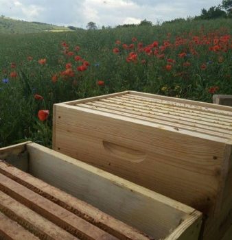 Acheter un Essaim d’abeilles : Conseils Pratiques