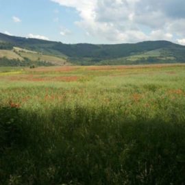 Sainte-Croix-en-Jarez : Passé monastique et terroir vivant