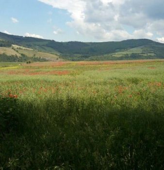 Sainte-Croix-en-Jarez : Passé monastique et terroir vivant