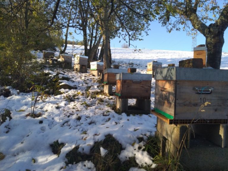 Un Rucher Apiculture en Janvier : Conseils pour un Rucher Sain et Prospère