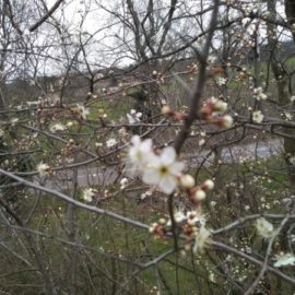 Abeilles et Fleurs : Émerveillement au Rucher du Pillier