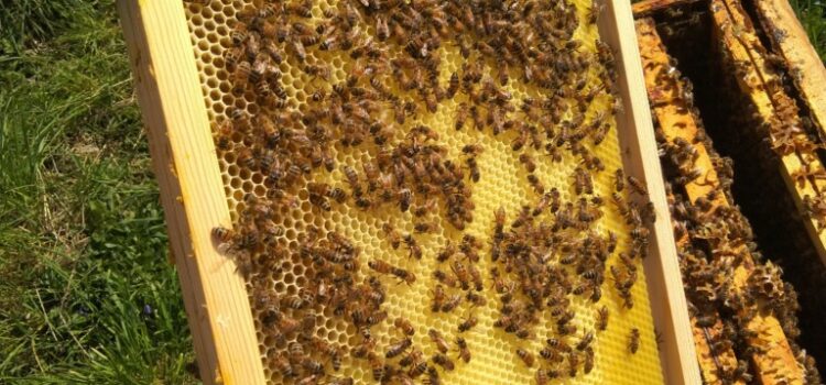 Remplacement de reine au Rucher du Pillier