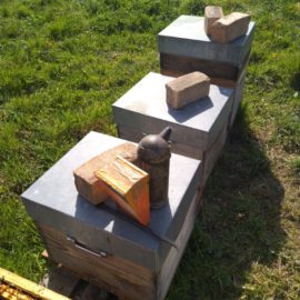 Les Abeilles et le Froid: Leur Comportement