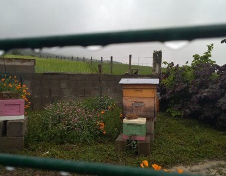 Installer une ruche dans son jardin