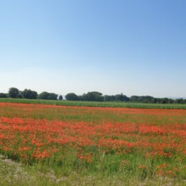 Les Jardins de Granay à Châteauneuf (42800) Les Jardins de Granay à Châteauneuf (42800)