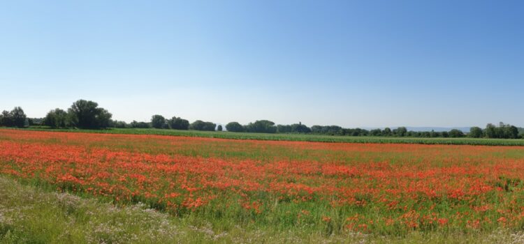Les Jardins de Granay à Châteauneuf (42800)