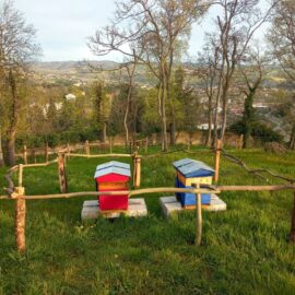 Débuter en apiculture : mes conseils d’apiculteur