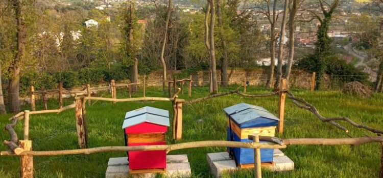 Débuter en apiculture : mes conseils d’apiculteur