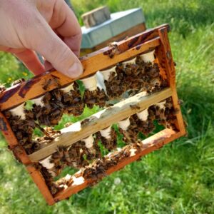 essaims d'abeilles à vendre