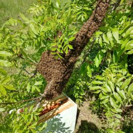 La récupération des essaims : pour la survie des abeilles