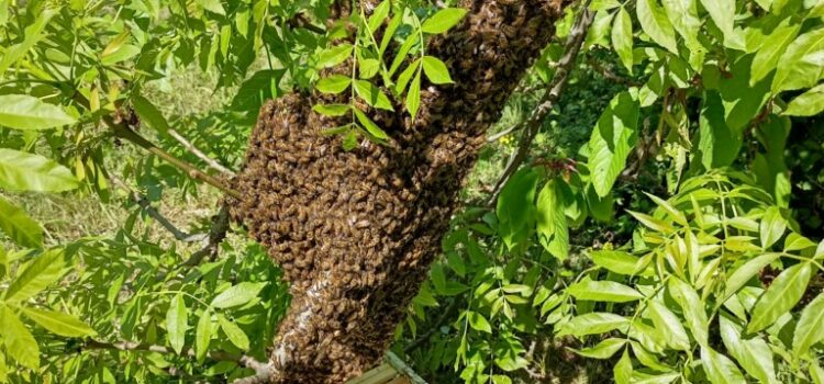 La récupération des essaims : pour la survie des abeilles
