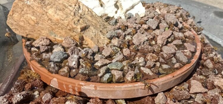 Éloigner les Abeilles et les Guêpes de votre piscine !