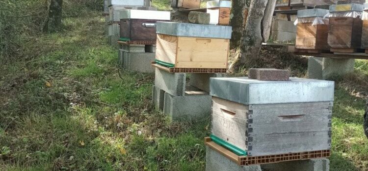 Traitement à l’Acide Oxalique : pour les abeilles d’hiver