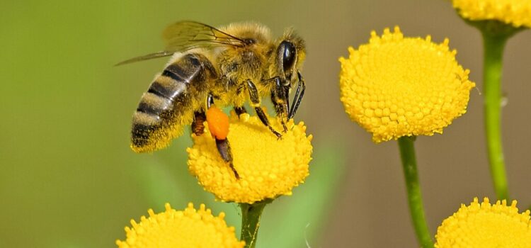 Participation des abeilles au rendement agricole