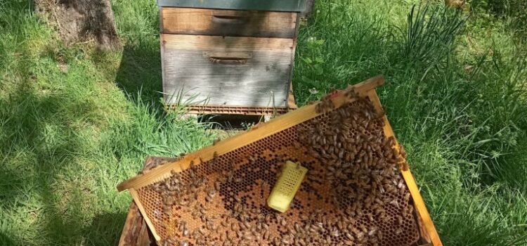 Achat de reines d’abeilles : Vente directe auprès des éleveurs