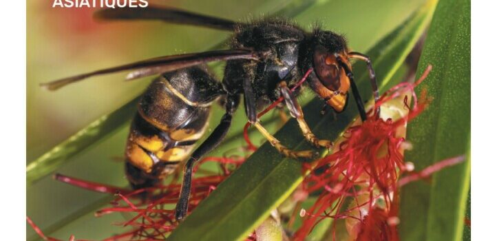 Frelon asiatique : danger réel ou fantasme ?