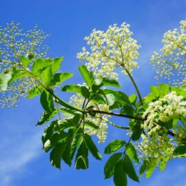 Les fleurs mellifères du Rucher du Pillier