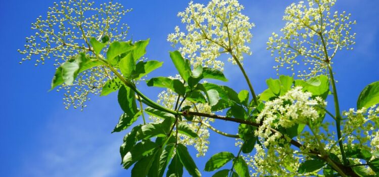 Les fleurs mellifères du Rucher du Pillier
