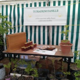 Les marchés de Noël arrivent : produits de la ruche