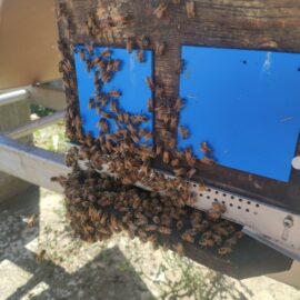 Un essaim d’abeilles chez vous ? Voici comment réagir et qui contacter Un essaim d’abeilles chez vous ? Voici comment réagir et qui contacter