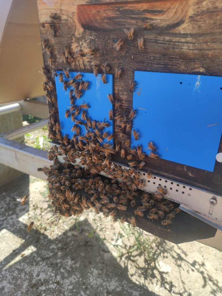 Récupération d'un essaim d'abeilles au rucher du pillier à Châteauneuf.